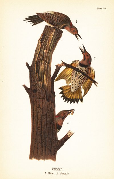 Pohjoinen välkyntä, Colaptes auratus tekijältä John James (after) Audubon