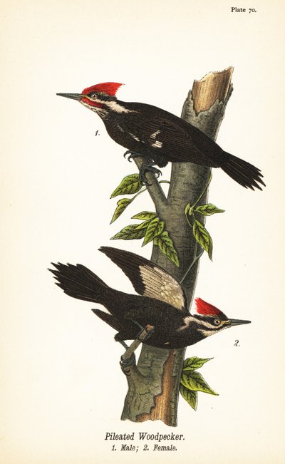 Kasvatikka, Dryocopus pileatus, uros 1, naaras 2 tekijältä John James (after) Audubon