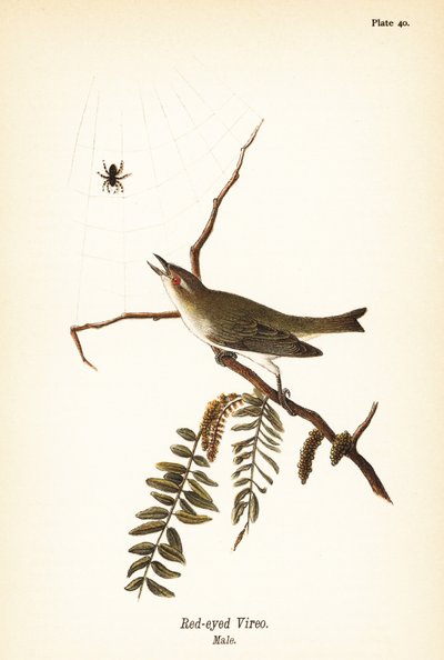 Punasilmäinen vireo, Vireo sileä lihas, uros tekijältä John James (after) Audubon