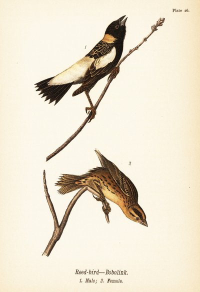 Ruokolintu tai bobolinkki, Dolichonyx oryzivorus, uros 1, naaras 2 tekijältä John James (after) Audubon