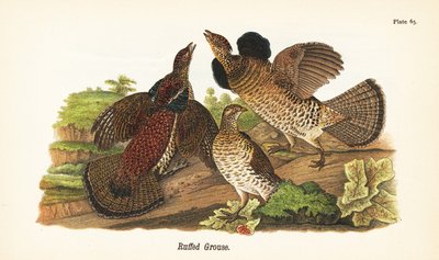Röyhkeä riekko, Bonasa umbellus tekijältä John James (after) Audubon