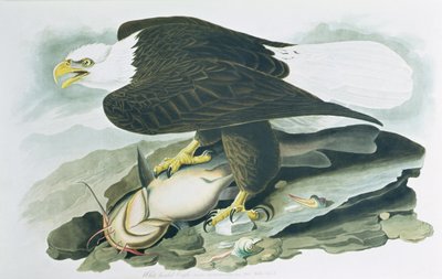 Bald-headed Eagle elokuvasta "Birds of America", kaiverrus R. Havell, m 1829 (värinen kaiverrus) tekijältä John James (after) Audubon