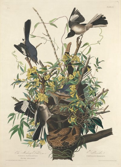 Pilkkaava lintu tekijältä John James (after) Audubon
