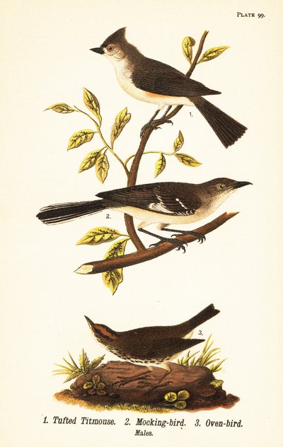 Tuftatiainen, Baeolophus bicolor, pohjoinen pilkkilintu, Mimus polyglottos ja uunilintu, Seiurus aurocapilla tekijältä John James (after) Audubon