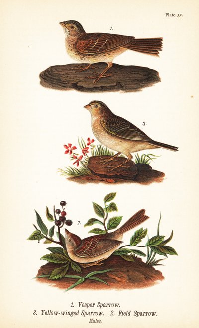 Vespervarpunen, Pooecetes gramineus 1, heinäsirkkavarpunen, Ammodramus savannarum 2 ja peltovarpunen, Spizella pusilla 3 tekijältä John James (after) Audubon