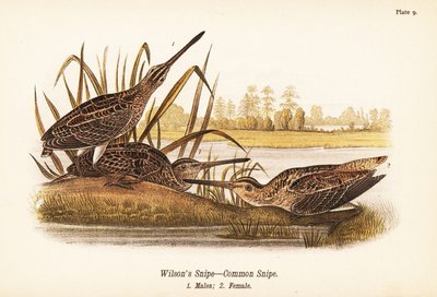 Wilsonin taivaanvuohi tai tavallinen nuiva, Gallinago delicata, urokset 1, naaras 2 tekijältä John James (after) Audubon