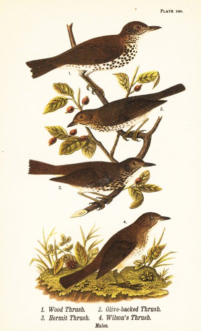 Metsärastasta, Hylocichia mustelina 1, Swainsonin sammas, Catharus ustulatus 2, oliiviselkärastasta tai erakkorastas, Catharus guttatus 3 ja ruskearastasta tai Wilsonin sammas, Catharus fuscescens 4 tekijältä John James (after) Audubon