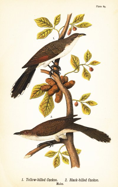 Keltakäki, Coccyzus americanus 1 ja mustanokkakäki, Coccyzus erythropthalmus 2, urokset tekijältä John James (after) Audubon