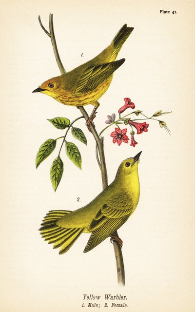 Keltakirkko, Setophaga petechia, uros 1, narttu 2 tekijältä John James (after) Audubon