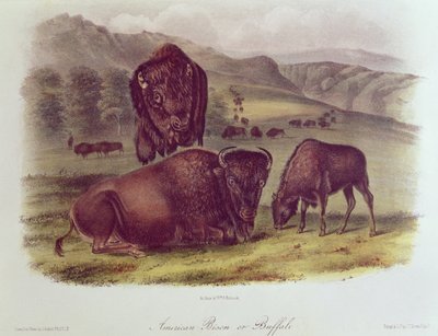 American Bison tai Buffalo, elokuvasta "Quadrupeds of North America", 1842-45 tekijältä John James Audubon