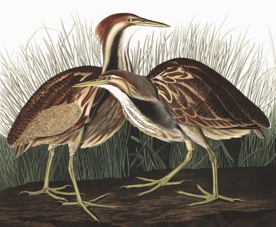 American Bittern, Botaurus Lentiginosus, John J. Audubonin "The Birds of America" -julkaisusta, pub. 1827-38 tekijältä John James Audubon