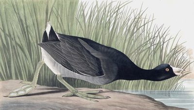 American Coot, Fulica Americana, John J. Audubonin "The Birds of America" -pubista. 1827-38 tekijältä John James Audubon