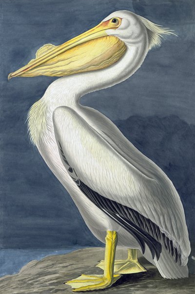 American White Pelican, Pelecanus Erythrorhynchos, John J. Audubonin "The Birds of America" -julkaisusta, pub. 1827-38 tekijältä John James Audubon