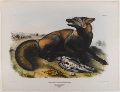 Amerikkalainen ristikettu tekijältä John James Audubon