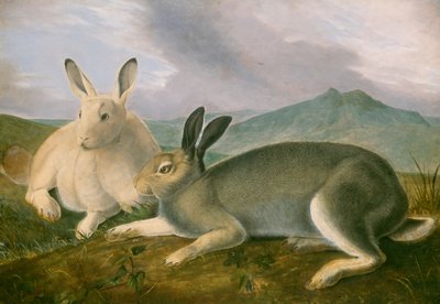 Napajänis tekijältä John James Audubon