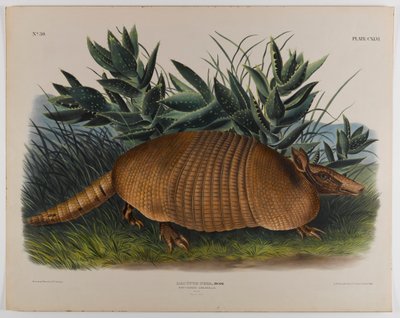 Armadillo tekijältä John James Audubon