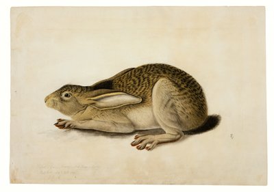 Mustahäntäinen jänis tekijältä John James Audubon