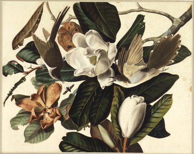 Mustakäki, 1822 (wc ja grafiitti paperilla) tekijältä John James Audubon
