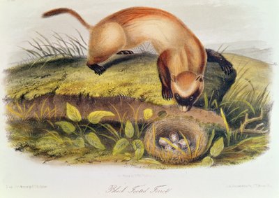 Mustajalkafretti Pohjois-Amerikan nelijalkaisista (1842-5) tekijältä John James Audubon