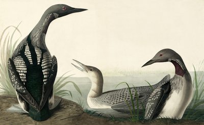 Black-throated Diver, Colymbus Arcticus, elokuvasta "The Birds of America", kirjoittanut John J. Audubon, pub. 1827-38 tekijältä John James Audubon