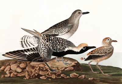 Black Bellied Plover, Charadrius Helveticus, elokuvasta "The Birds of America", kirjoittanut John J. Audubon, pub. 1827-38 tekijältä John James Audubon