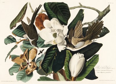 Mustanokkakäki teoksesta *Birds of America* (1827) tekijältä John James Audubon