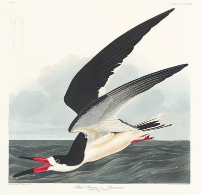 Musta skimmeri teoksesta *Birds of America* (1827) tekijältä John James Audubon