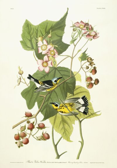 Musta ja keltainen vadelma ja kukkiva vadelma, n. 1826-1838 tekijältä John James Audubon
