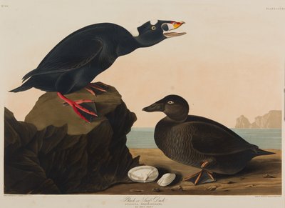 Black or Surf Duck, 1836 (wc paperilla) tekijältä John James Audubon