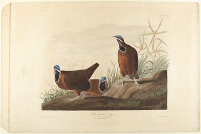 Sinipäinen kyyhky tekijältä John James Audubon