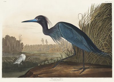 Sinikurki tai haikara teoksesta *Birds of America* (1827) tekijältä John James Audubon