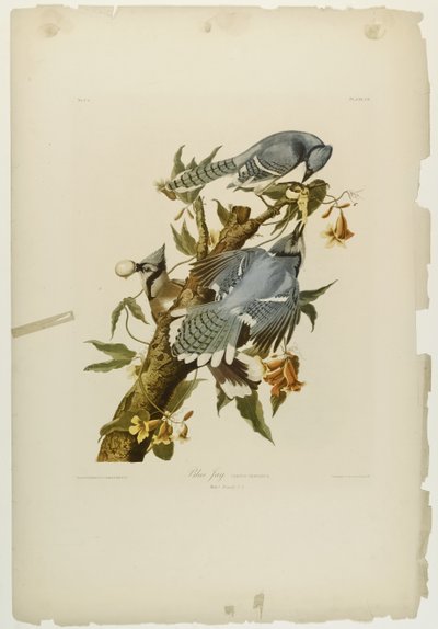 Blue Jay, paina Julien Bien ja julkaisi Roe Lockwood & Son, 1861 (kromolitografia) tekijältä John James Audubon