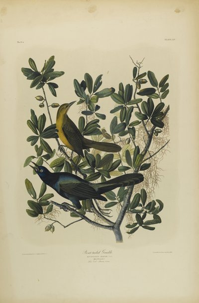 Boat-tailed Grackle, paina Julien Bien ja julkaisi Roe Lockwood & Son, 1861 (kromolitografia) tekijältä John James Audubon