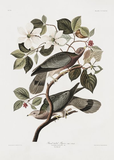 Merkitty kyyhky teoksesta *Birds of America* (1827) tekijältä John James Audubon