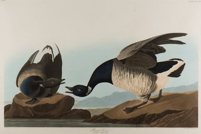 Brant Goose, 1837 (wc paperilla) tekijältä John James Audubon