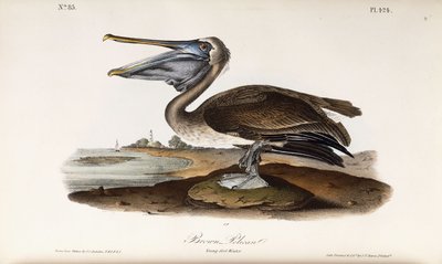 Ruskea Pelikaani tekijältä John James Audubon
