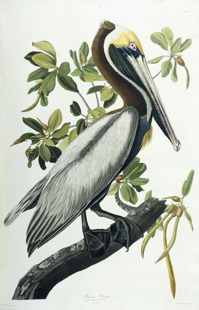 Ruskea pelikaani, 1835 tekijältä John James Audubon
