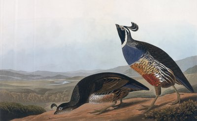 Californian Partridge, teoksesta "Birds of America", kaiverrus Robert Havell (1793-1878) 1838 tekijältä John James Audubon