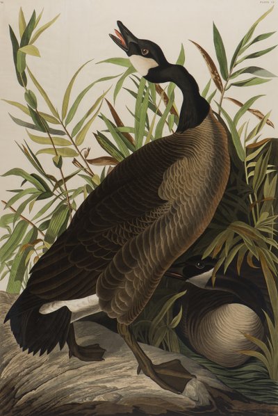 Kanadanhanhi, 1827-1838 (wc paperilla) tekijältä John James Audubon