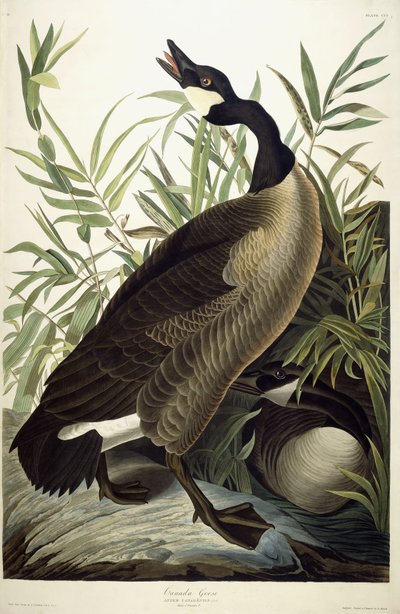 Kanadanhanhi, n. 1827-1838 tekijältä John James Audubon