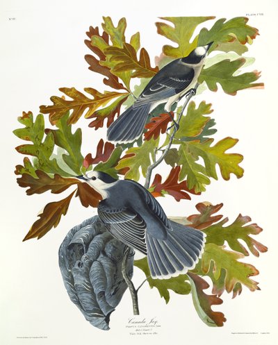 Kanada Jay tekijältä John James Audubon