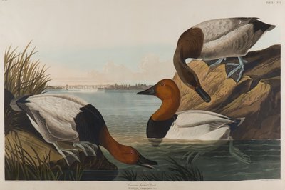 Kanvasselkäinen ankka, 1836 (wc paperilla) tekijältä John James Audubon