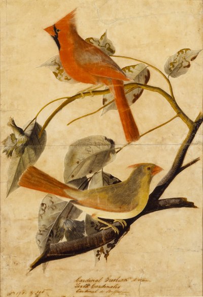kardinaalitiainen tekijältä John James Audubon