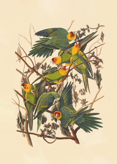 Carolina-papukaija tekijältä John James Audubon