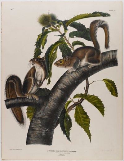 Carolina harmaa-orava tekijältä John James Audubon