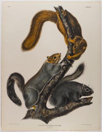 Kissan orava tekijältä John James Audubon