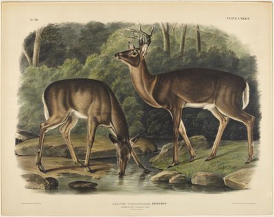 Cervus Virginianus, Pennant tekijältä John James Audubon