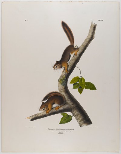 Kolumbialainen orava tekijältä John James Audubon