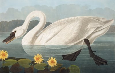 Common American Swan, Cygnus Americanus, John J. Audubonin "The Birds of America" -julkaisusta, pub. 1827-38 tekijältä John James Audubon