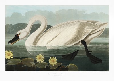 Amerikanjoutsen teoksesta *Birds of America* (1827) tekijältä John James Audubon